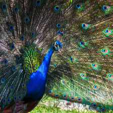 Striped, tail, peacock, Outstretched, Bird