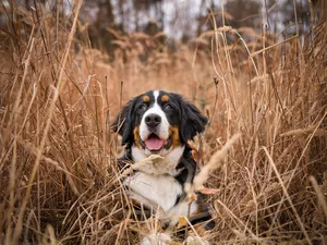 Bernese Mountain Dog, tall, grass, Puppy