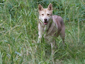 Saarlooswolfhond, Green, grass, tall