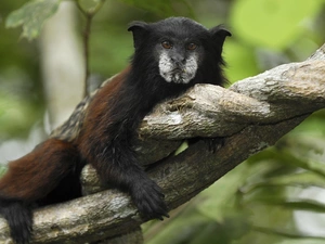 young, Tamarin, branch, tamarin