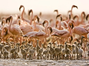 Tanzania, Flamingos, chick