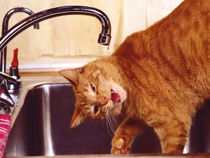tap, cat, sink