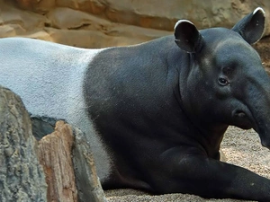 Tapir
