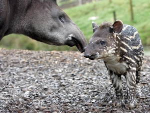 Tapir, little doggies