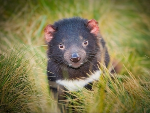 Tasmanian Devil, grass