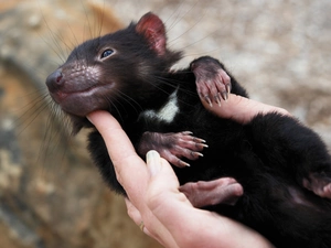 Tasmanian Devil, hand