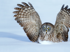 Tawny owl great gray owl, Bird, wings, snow, spread, owl