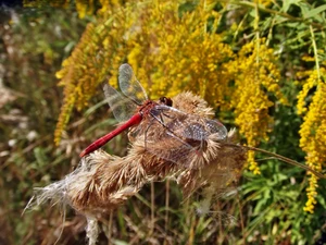 autumn, dragon-fly, teasel