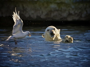 seagull, Teddy Bear, water, Head