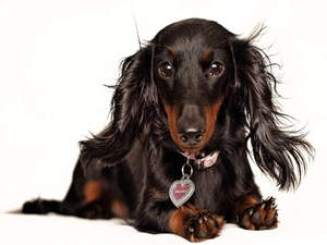 Heart teddybear, dachshund, dog-collar