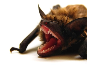 Teeth, bat, Acute