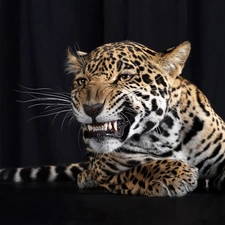 Teeth, leopard, paws