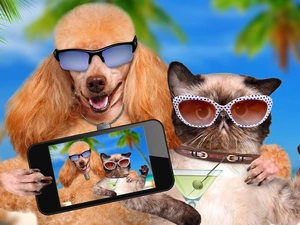 Telephone, Glasses, cat, Selfie, poodle