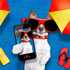 Telephone, Jack Russell Terrier, Funny, holiday, Sunshade, Glasses