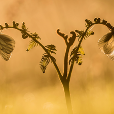 Two cars, Pereute telthusa, plant, butterflies