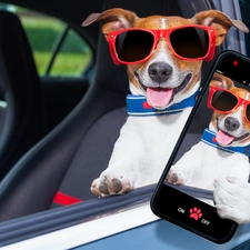 Glasses, dog, Tounge, Funny, Smartphone, Jack Russell Terrier