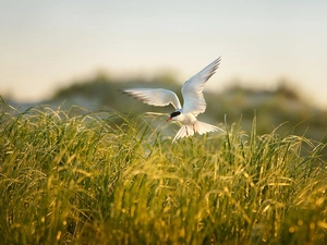 Tern, grass