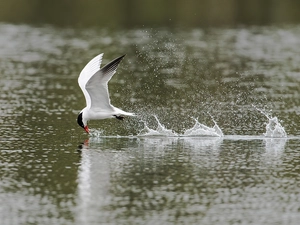 Tern, Bird, water