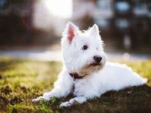 West Highland White Terrier, dog-collar