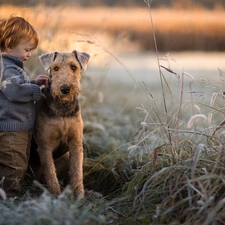 cane, grass, Airedale Terrier, boy, dog