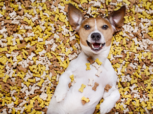 lying, Jack Russell Terrier, fodder, dog