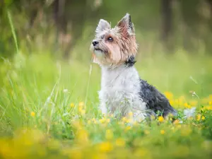 Flowers, grass, Yorkshire Terrier, Meadow, dog