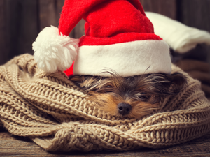 Hat, Nicholas, Yorkshire Terrier, shawl, dog