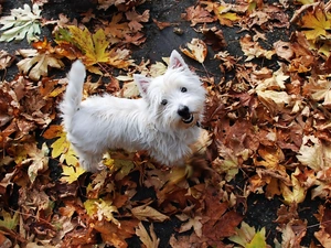 West Highland White Terrier, White, doggy