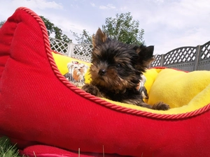 haunt, puppie, Yorkshire Terrier