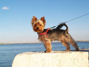 Leash, doggy, Yorkshire Terrier