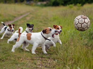 Meadow, Jack Russell Terrier, play, Ball, Dogs