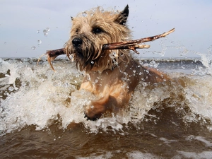 stick, dog, Cairn Terrier