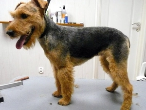 Welsh Terrier, tan, ointment, black