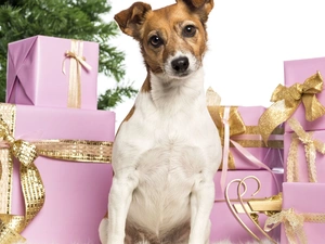 gifts, Jack Russel Terrier, christmas tree