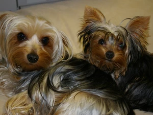 Yorkshire Terrier, Two cars, puppies