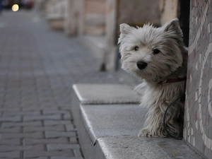 West Highland White Terrier