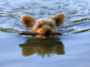 Yorkshire, River, flows, terrier