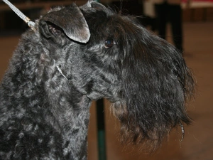 Head, Kerry blue terriera