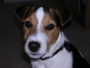 Head, Jack Russell Terriera