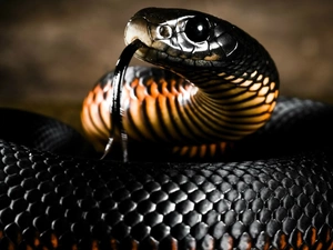 Venomous, Snake, Mamba, The Biggest, black
