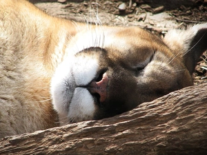 the sleeping, cougar