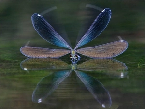 water, the flying, dragon-fly
