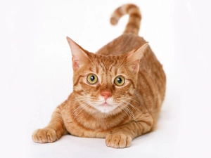 mouth, Cat of the European, ginger