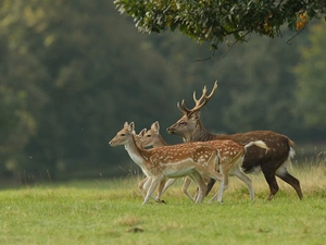 deer, car in the meadow, forest, deer