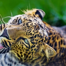 Leopards, Eyes, The look, Head