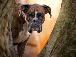dog, The look, trees, boxer