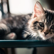 cat, blur, The look, Maine Coon