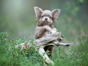 dog, Lod on the beach, Plants, Chihuahua