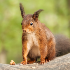 Ginger, Lod on the beach, nut, squirrel