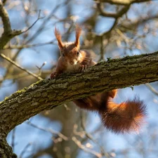 Ginger, Lod on the beach, trees, squirrel